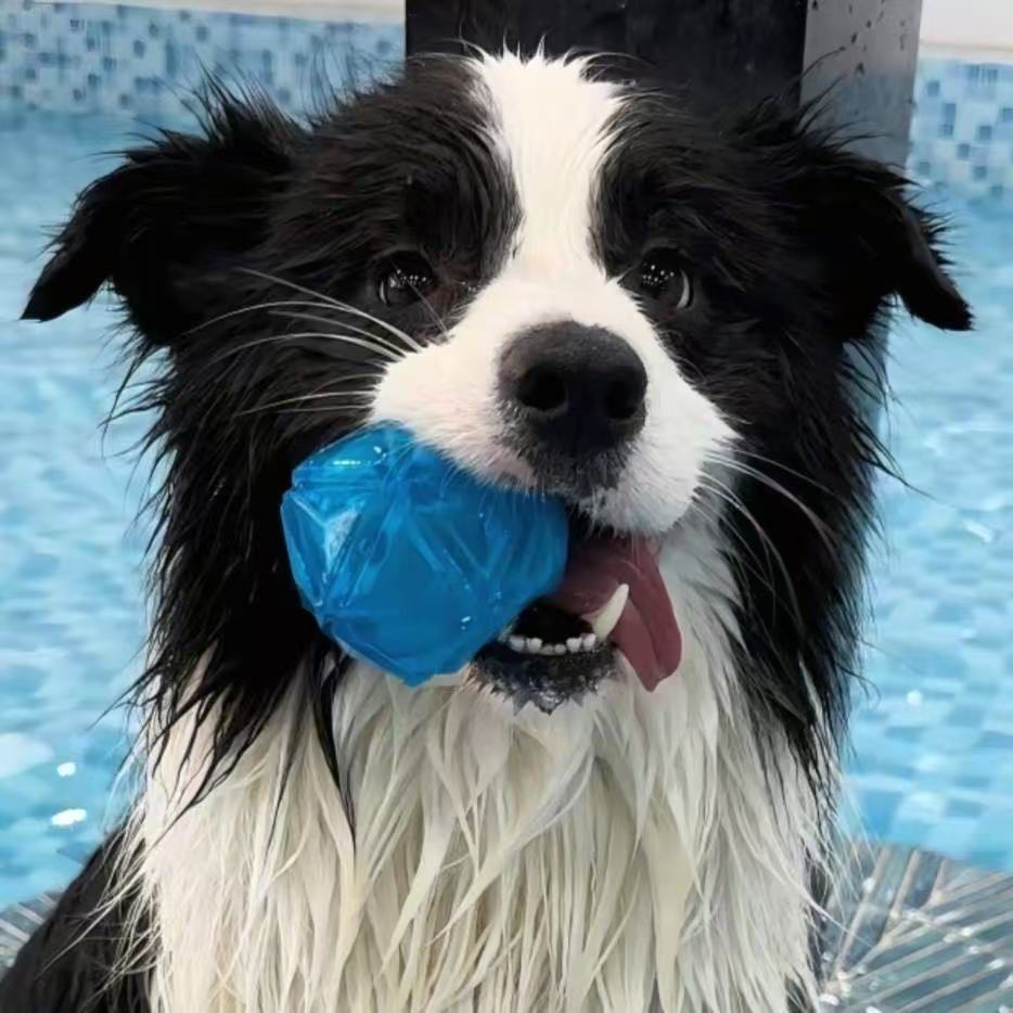 狗狗